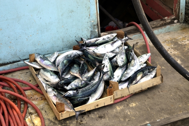 Sezonun ilk palamudu 5 liradan satışta